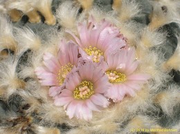 Lophophora williamsii 866  